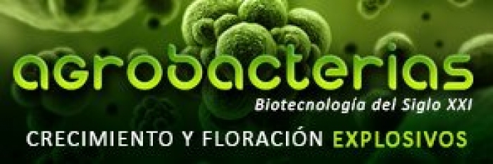 Agrobacterias