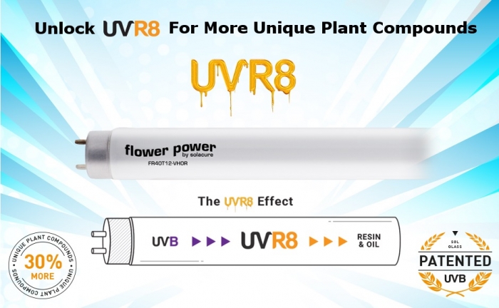 Solacure Flower Power UVR8 100cm Kit