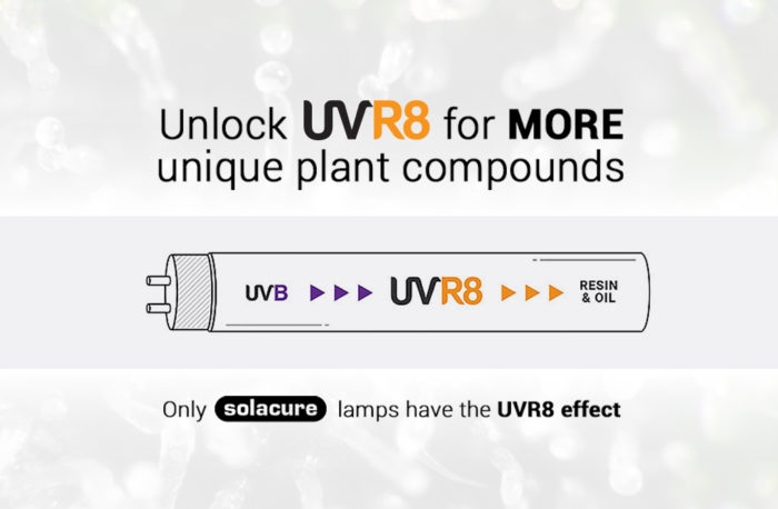 Solacure Flower Power UVR8 120cm Kit
