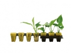 Grodan 36mm 77pcs Large Cube