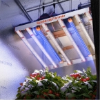 Spider Farmer UV30 Supplemental 365nm LED Grow Light
